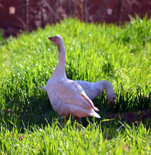 Canard de Ferme d’hôtes Dar Al Fourssane Ouarzazate